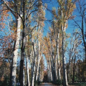 Paseo arbolado en el Jardín del Príncipe en Aranjuez