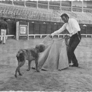 El actor Rik Battaglia toreando a un perro en la Plaza de Toros de Aranjuez durante un descanso en el rodaje de la película «El último rey de los incas»