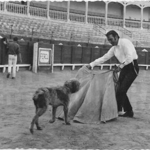 El actor Rik Battaglia toreando a un perro en la Plaza de Toros de Aranjuez durante un descanso en el rodaje de la película «El último rey de los incas» (copia)