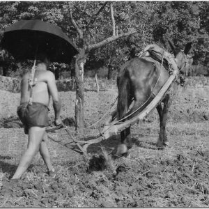 Agricultor arando con mulo y con paraguas para protegerse del sol