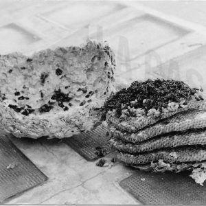 Un panal con abejas muertas