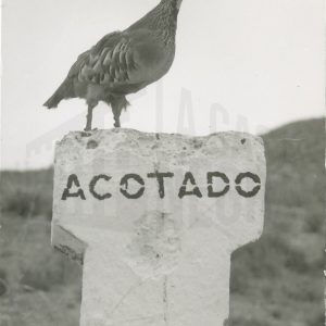 Perdiz disecada sobre el letrero «ACOTADO»