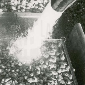 Lavado de remolacha en la Azucarera de Aranjuez