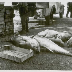 Atunes en el Puerto de Alicante