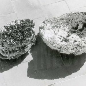 Panal de abeja roto sobre el suelo