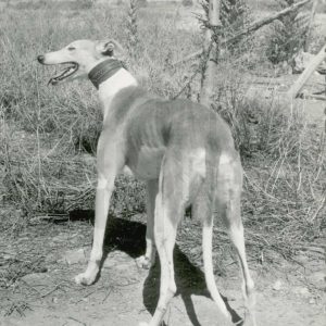 Perro galgo atado con una cadena en el campo