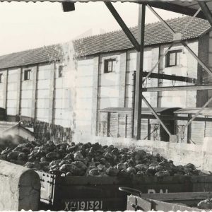 Cargamento de remolachas para la fabricación de azucar en la Azucarera de Aranjuez