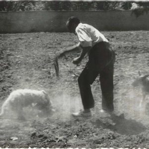 Hombre jugando con dos perros