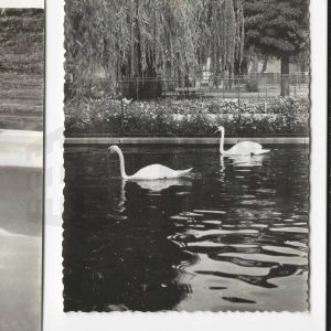 Cisnes en un estanque