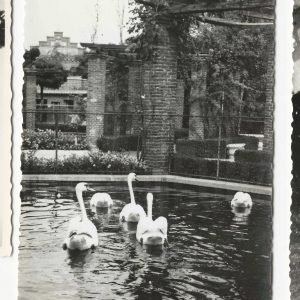 Cisnes en un estanque