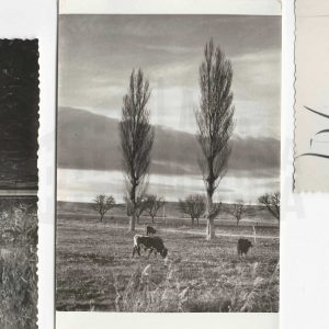 Vacas pastando en el campo