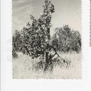 Árbol frutal en el campo