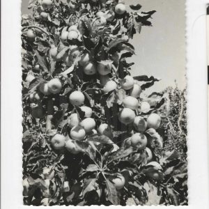 Vista parcial de un manzano