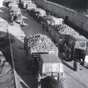 Fila de camiones y tractores con los remolques llenos de remolacha en la Azucarera de Aranjuez