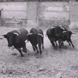 Cuatro toros corriendo