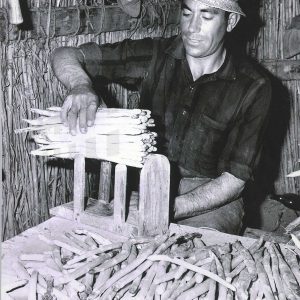 Trabajador haciendo manojos de espárragos en Aranjuez