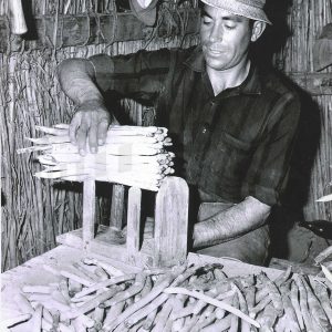 Trabajador haciendo manojos de espárragos en Aranjuez