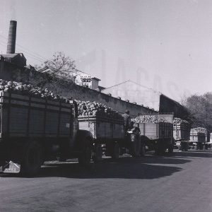Camiones cargados de remolacha esperando junto a la Azucarera de Aranjuez