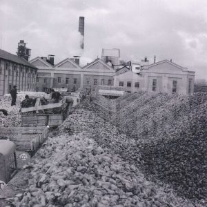 Varios camiones descargan remolacha en la Azucarera de Aranjuez