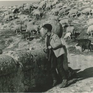 Un pastor junto a un rebaño de ovejas