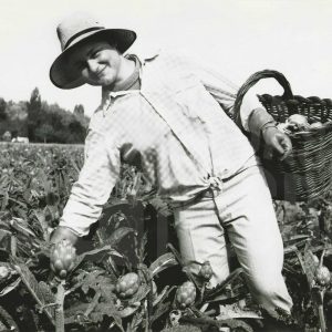 Agricultora recogiendo alcachofas en un campo de Aranjuez