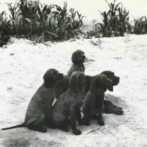 Cinco perros mirando en la misma dirección