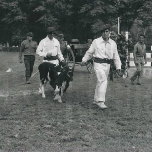 Juegos con un ternero en una Gincana en la Real Sociedad Hípica de Aranjuez