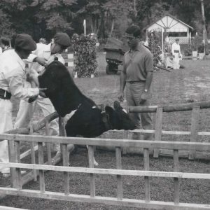 Juegos con un ternero en una Gincana en la Real Sociedad Hípica de Aranjuez