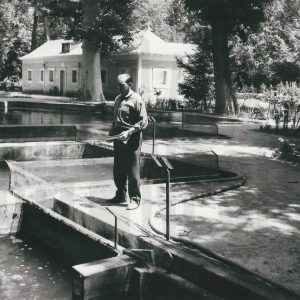 Un trabajador en la piscifactoría del interior del Jardín del Príncipe en Aranjuez