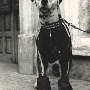 «Perro delicado de la vista»