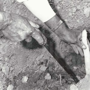 Recolección de espárrago blanco en Aranjuez