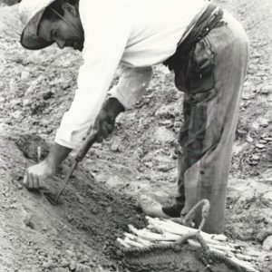 Recolección de espárrago blanco en Aranjuez