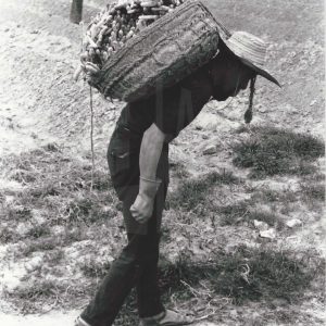 Hombre transporta capazo con espárragos blancos recién recolectados en Aranjuez