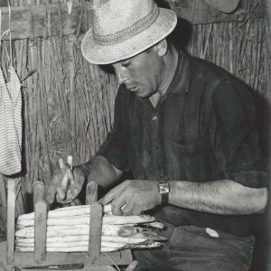 Manipulado de espárragos blancos recién recolectados para su comercialización, en Aranjuez