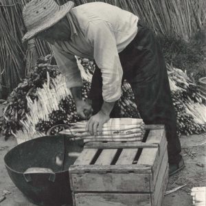 Manipulado de espárragos blancos recién recolectados para su comercialización, en Aranjuez