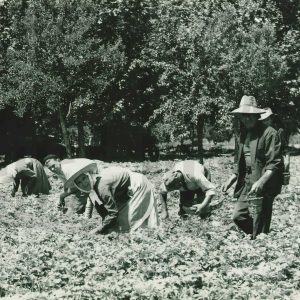 Varias personas recolectando fresas en el campo de Legamarejo en Aranjuez