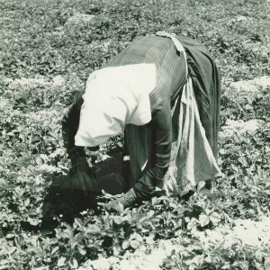 Una mujer recolectando fresas en el campo de Legamarejo en Aranjuez