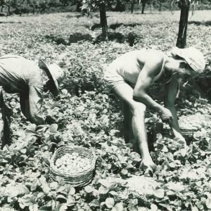Dos hombres recolectando fresas en el campo de Legamarejo en Aranjuez