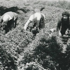 Tres personas recolectando fresas en el campo de Legamarejo en Aranjuez