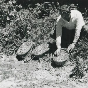 Persona rellenando canastillos de fresas recién recogidas en Legamarejo en Aranjuez