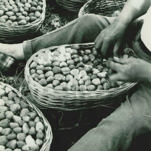 Persona rellenando canastillos de fresas recién recogidas en Legamarejo en Aranjuez