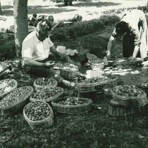 Personas rellenando canastillos de fresas recién recogidas en Legamarejo en Aranjuez
