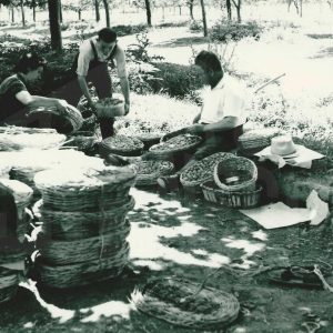 Personas rellenando canastillos de fresas recién recogidas en Legamarejo en Aranjuez
