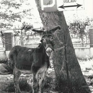 Un burro amarrado a un árbol en Aranjuez