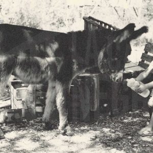 Un niño da de beber a un burro en Aranjuez