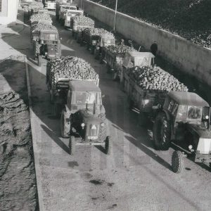 Remolques con remolacha esperando a descargar en la Azucarera de Aranjuez