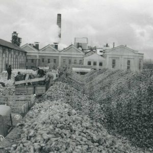 Remolacha descargada en la Azucarera de Aranjuez
