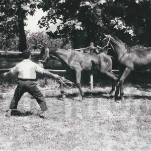 Un hombre dirige a varios equinos en una finca de Legamarejo en Aranjuez