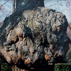 Tronco de árbol en uno de los Jardines de Aranjuez