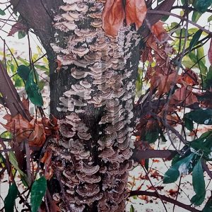 Tronco de árbol en jardín en Aranjuez